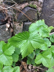 Fragaria vesca