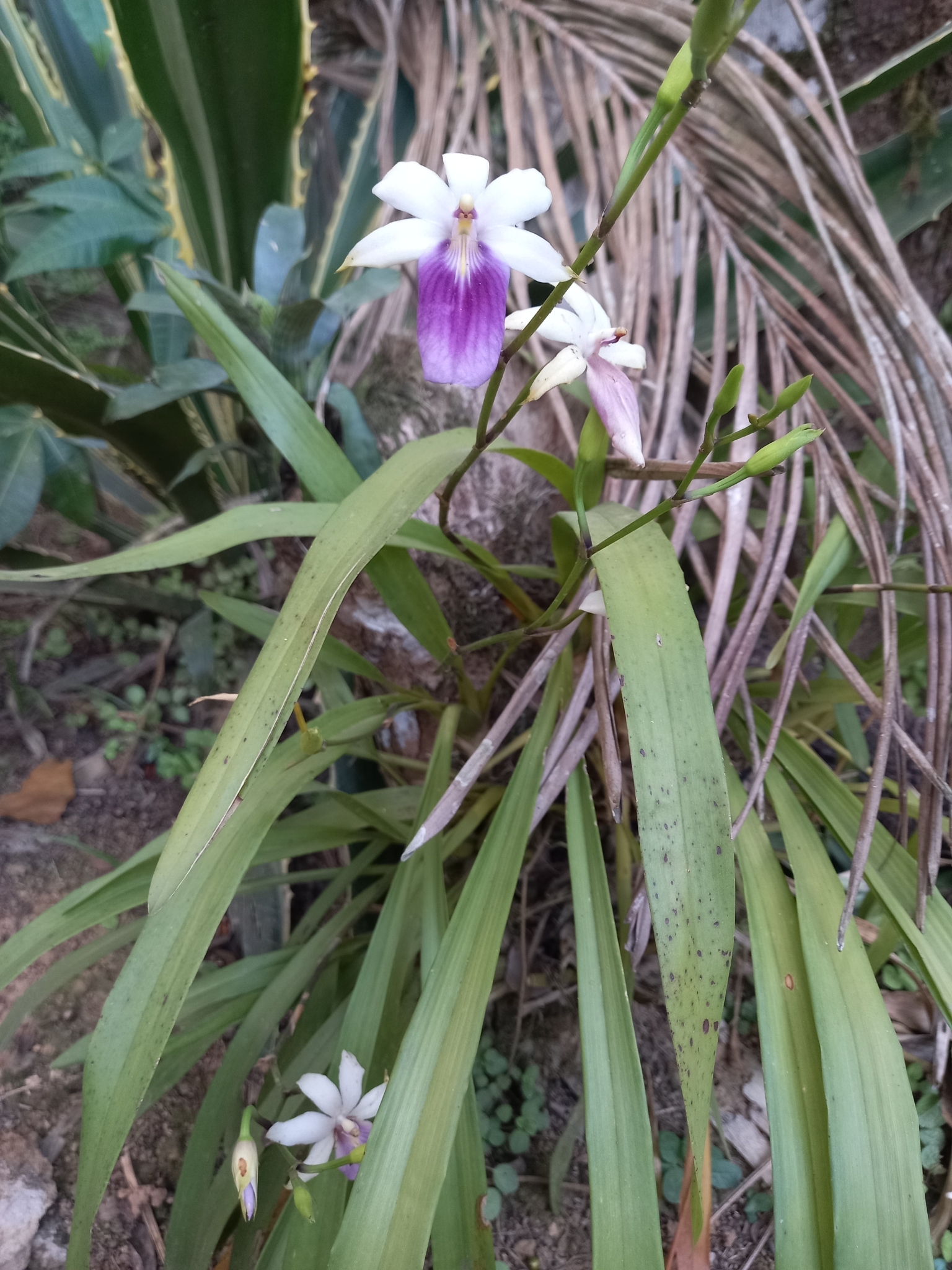 Imagem de Orquídea
