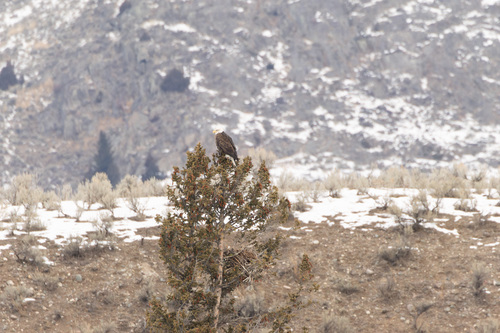 Bald Eagle photographed in Wyoming