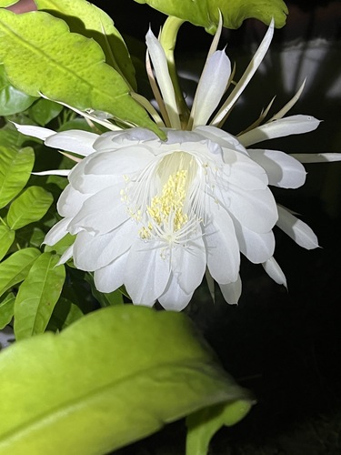 Foto de Dama-da-Noite ou Cacto-Orquídea