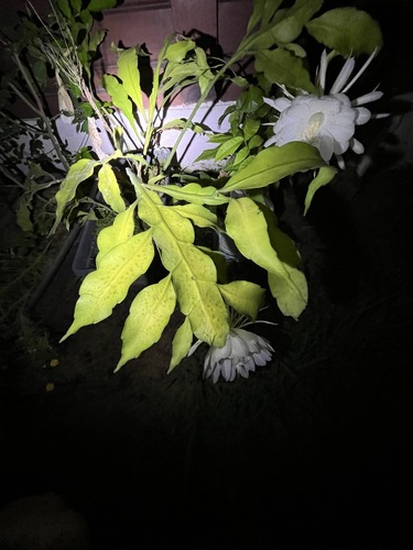 Foto de Dama-da-Noite ou Cacto-Orquídea