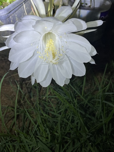 Foto de Dama-da-Noite ou Cacto-Orquídea