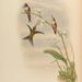 Calliphlox lyrura - Photo John Gould
, sin restricciones conocidas de derechos (dominio público)