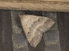 Tetanolita palligera