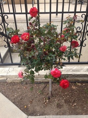 Rosa