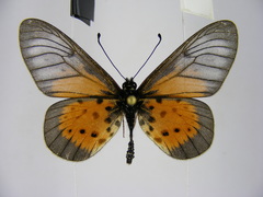Acraea quirinalis