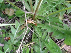 Taraxacum officinale