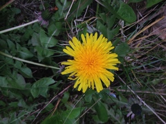 Taraxacum officinale