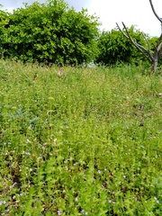 Cruciata pedemontana