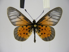 Acraea quirinalis