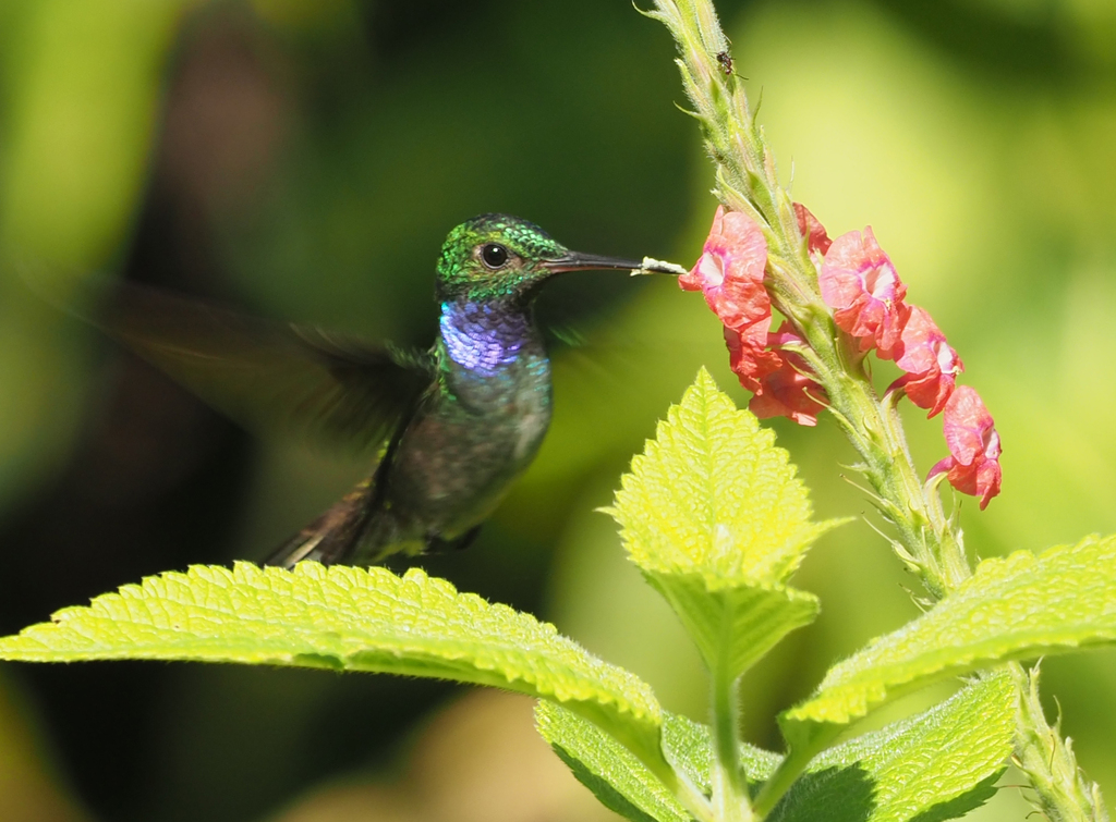 Blue-chested Hummingbird photo
