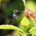 Blue-chested Hummingbird - Photo (c) Chris G Earley, some rights reserved (CC BY-NC), uploaded by Chris G Earley