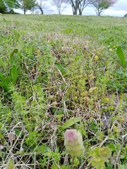Cruciata pedemontana