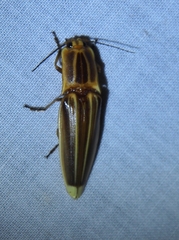 Semiotus ligneus image