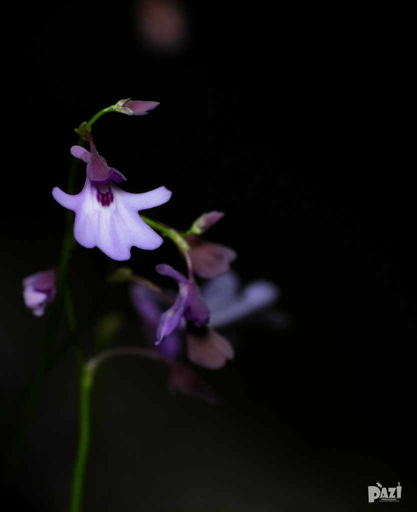 Utricularia moniliformis P.Taylor