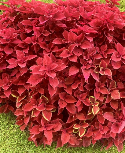 Coleus scutellarioides