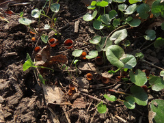Sclerotinia