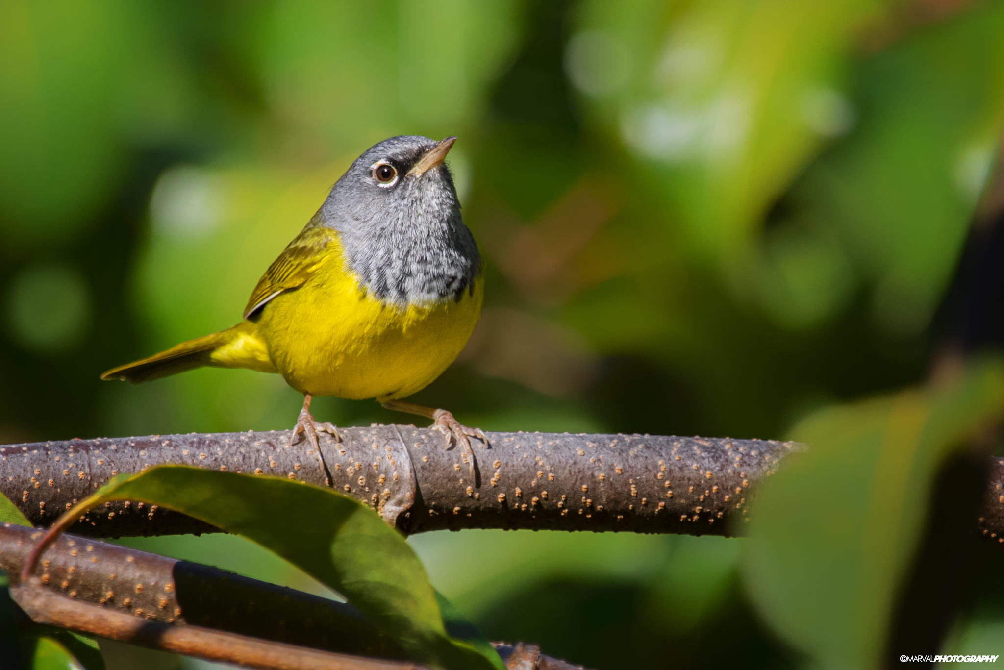 MacGillivray's Warbler illustration