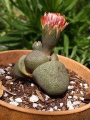 Pleiospilos