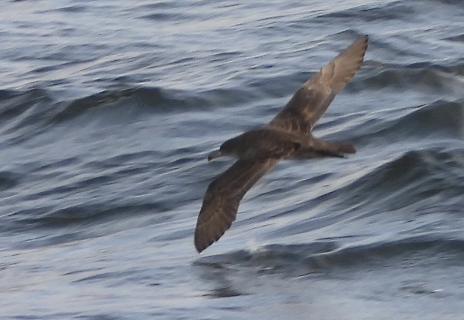 Pink-footed Shearwater
