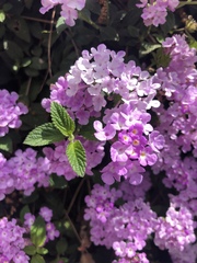 Lantana montevidensis