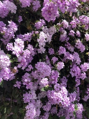 Lantana montevidensis