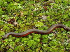 Helicops leopardinus