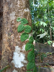 Monstera dubia image