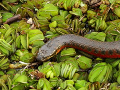 Helicops leopardinus