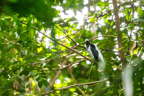 Bearded Bellbird (Procnias averano)