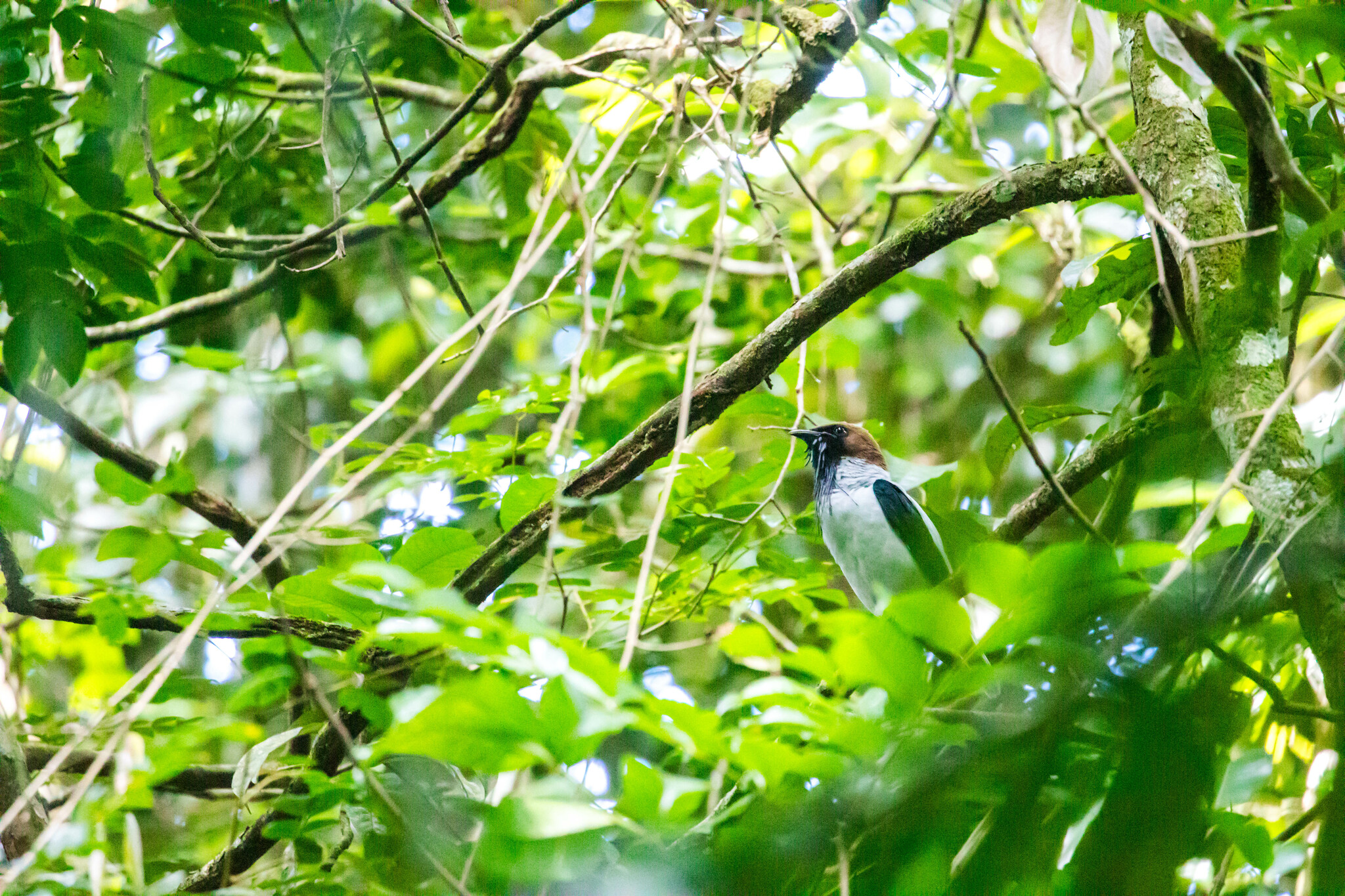 Bearded Bellbird (Procnias averano), photo 2