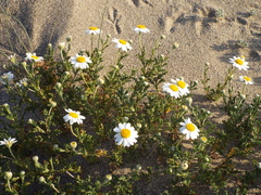 Anthemis maritima