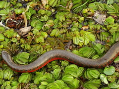 Helicops leopardinus