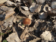 Psathyrella spadiceogrisea