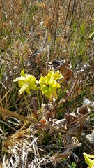 Sarraceniaceae