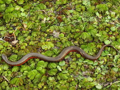 Helicops leopardinus