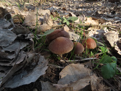 Psathyrella spadiceogrisea