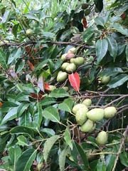 Elaeocarpus serratus