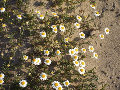 Anthemis maritima