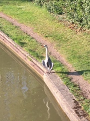 Ardea cinerea