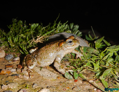Bufotes luristanicus