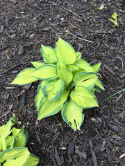 Hosta