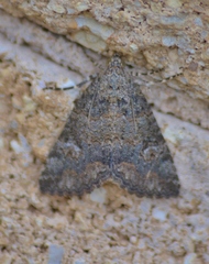 Eubolina impartialis