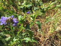 Gilia capitata chamissonis