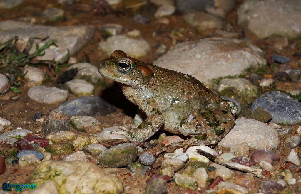 Lorestan Earless Toad