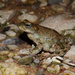 Lorestan Earless Toad - Photo (c) Parham Beyhaghi, some rights reserved (CC BY-NC), uploaded by Parham Beyhaghi