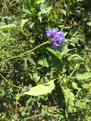 Gilia capitata chamissonis