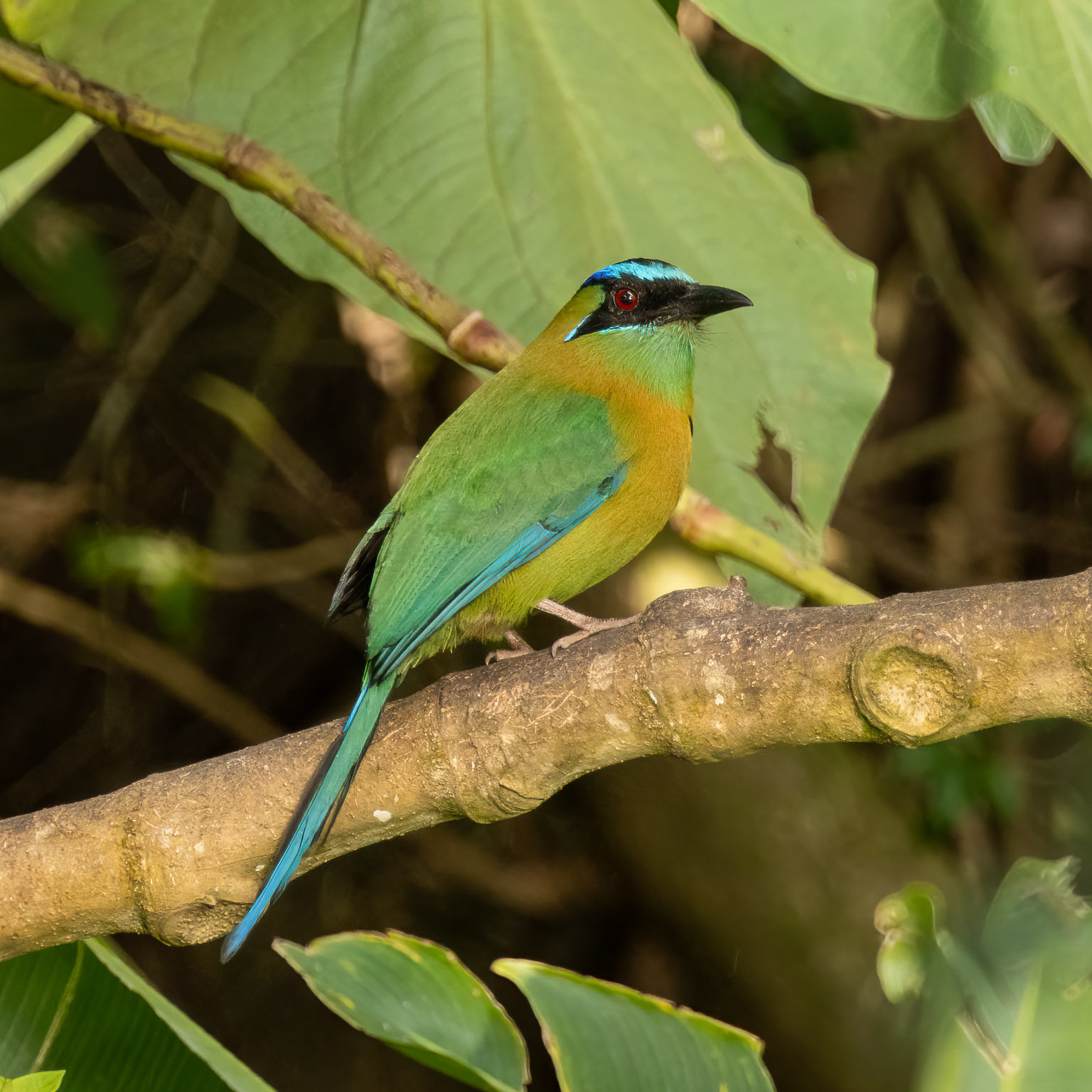 Lesson's Motmot (Momotus lessonii)