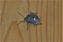 Chlorochroa pinicola