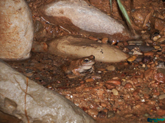 Bufotes luristanicus